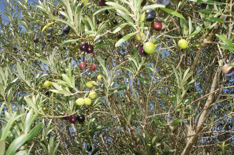 olives (photo 2)